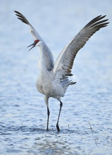 Sandhill Crane (Antigone canadensis), New Mexico, USA