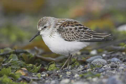 Western Sandpiper (Calidris mauri), British Columbia, Canada