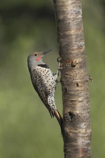 Northern Flicker (Colaptes auratus), British Columbia, Canada