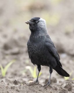 Western Jackdaw (Coloeus monedula), Schleswig-Holstein, Germany