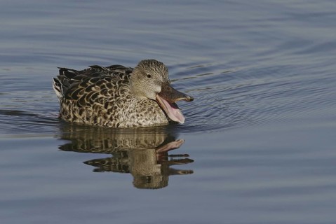 Northern Shoveler (Spatula clypeata) female, California, USA