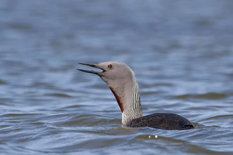 Red-throated Loon (Gavia stellata), Iceland