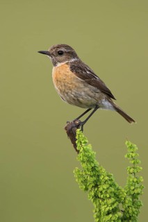 European Stonechat (Saxicola rubicola) female, Lake Neusiedl, Austria