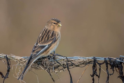 Twite (Linaria flavirostris), Schleswig-Holstein, Germany