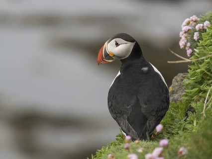 Atlantic Puffin (Fratercula arctica), Látrabjarg, Iceland