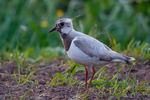 Northern Lapwing (Vanellus vanellus) partial albino, Netherlands