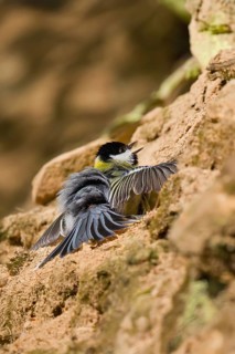 Great Tit (Parus major) sunbathing, Hesse, Germany