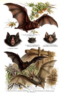 Display board hand-winged bat, historical illustration, digitally edited, animal world, animal