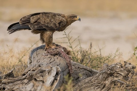 Tawny Eagle (Aquila rapax) feeding on carrion, Kenya