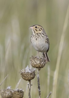Baird's Sparrow (Ammodramus bairdii), Montana, USA