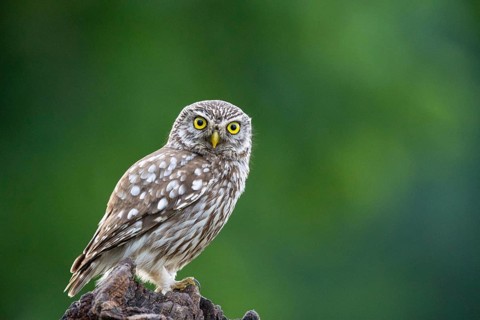 Bearded owl, Little Owl (Athene noctua) Hungary, bearded owl stands on tree stub, dead wood,