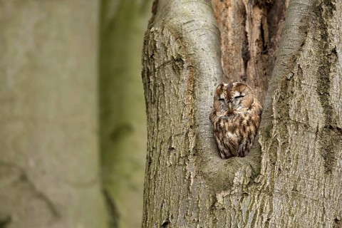 Bosuil rustend in boomholte, Tawny Owl roosting in threehole
