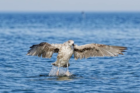 Juvenile herring gull (Larus argentatus) spreading wings while landing on the sea surface, Poland