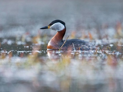 Red-necked Grebe (Podiceps grisegena), Mecklenburg-Western Pomerania, Germany