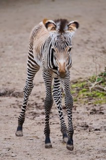 Grévy's zebra (Equus grevyi), youngster, Germany