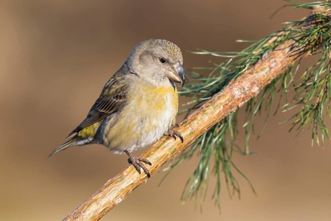 Parrot Crossbill (Loxia pytyopsittacus) female perched on a branch, Netherlands