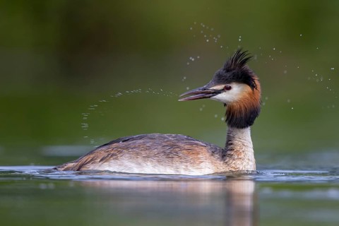 Great Crested Grebe (Podiceps cristatus), North Rhine-Westphalia, Germany