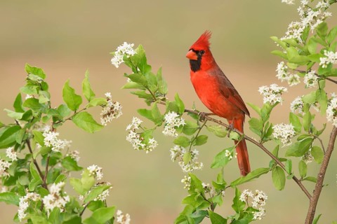 Northern Cardinal (Cardinalis cardinalis) male perched on a flowering branch, Texas, USA