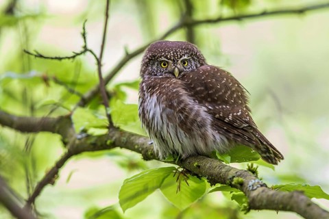 Sparrow owl (Glaucidium passerinum), Baden-Württemberg, Federal Republic of Germany