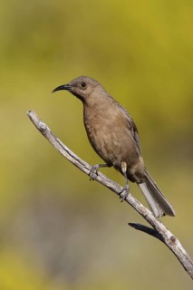 Dusky Myzomela (Myzomela obscura), Queensland, Australia