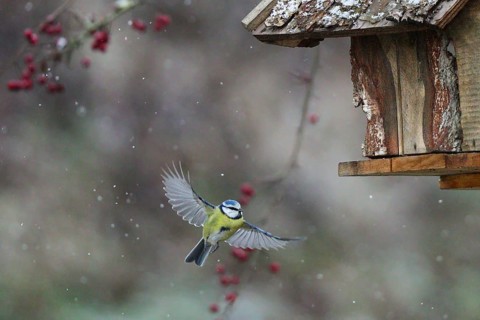 Eurasian Blue Tit (Cyanistes caeruleus) flying to a feeding place, Baden-Wuerttemberg, Germany