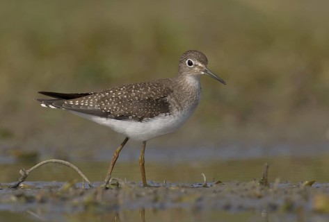 Solitary Sandpiper (Tringa solitaria), Ohio, USA