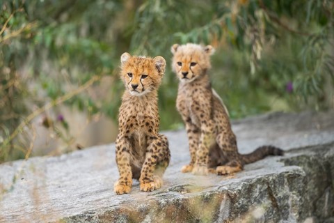 Cheetah (Acinonyx jubatus) youngsters sitting on a rock, captive, occurrence Africa