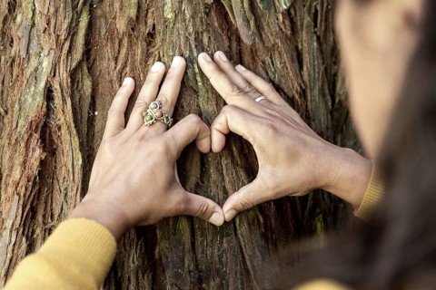 Two hands form a heart shape against the rough texture of tree bark in the Great Ocean Road,