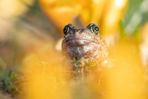 Common frog (Rana temporaria) adult amphibian amongst garden yellow crocus flowers in spring,