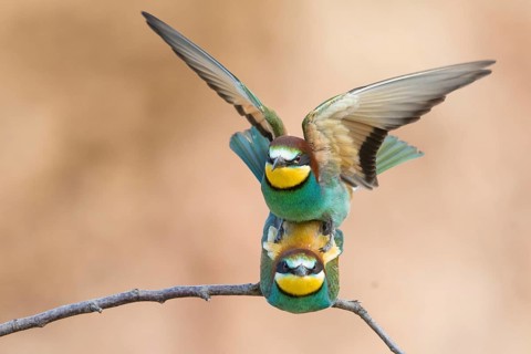 European Bee-eater (Merops apiaster) pair mating, Rhineland-Palatinate, Germany