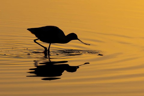 Pied avocet (Recurvirostra avosetta) adult wading bird feeding in a shallow lagoon silhouette at