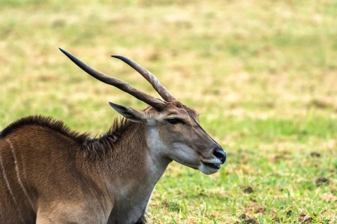 The image showcases an Eland Antelope resting on a green field. Its long, curved horns and sleek