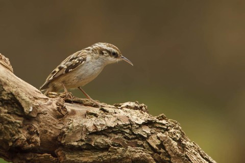 Short-toed Treecreeper (Certhia brachydactyla), Utrecht, Netherlands