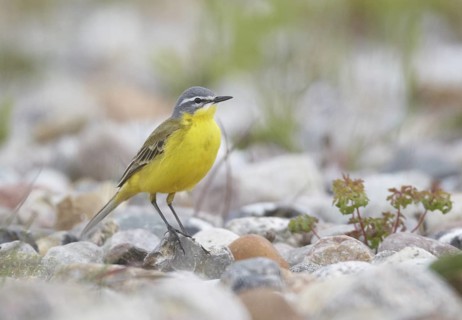 Western Yellow Wagtail (Motacilla flava), Mecklenburg-Western Pomerania, Germany