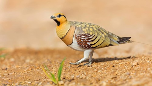 Pintail Sandgrouse, Pterocles alchata, Israel