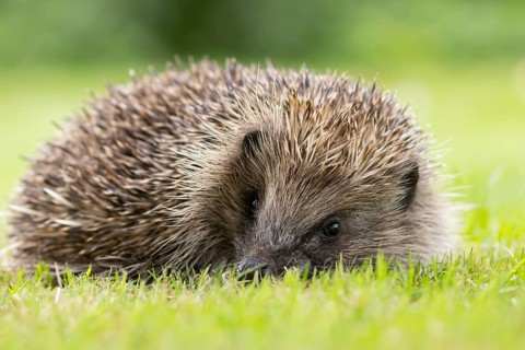 European hedgehog (Erinaceus europaeus) adult animal on a garden grass lawn in summer, England,