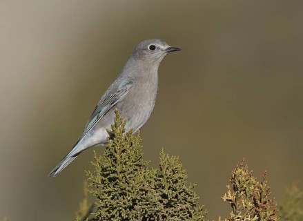 Mountain Bluebird (Sialia currucoides), New Mexico, USA