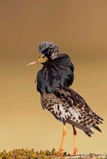 Kampfläufer, Ruff, Philomachus pugnax, Combattant varié, Chevalier combattant, Combatiente