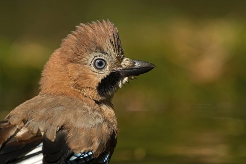 Eurasian Jay (Garrulus glandarius), Utrecht, Netherlands