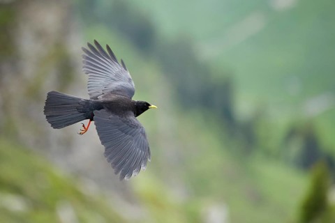 Alpine Chough (Pyrrhocorax graculus) flying, Bern, Switzerland