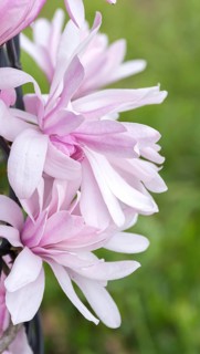 Star magnolia (Magnolia stellata 'Shi-banchi Rosea'), Woislowice Arboretum, Poland
