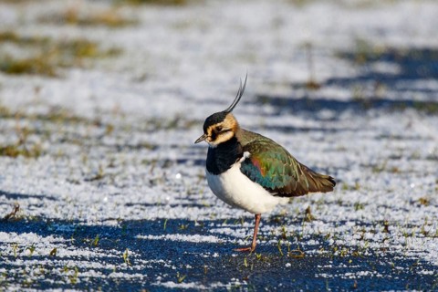 Northern Lapwing (Vanellus vanellus), Netherlands