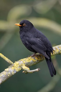 Blackbird (Turdus merula) male animal on a moss-covered branch, birdwatching, Dümmer nature park
