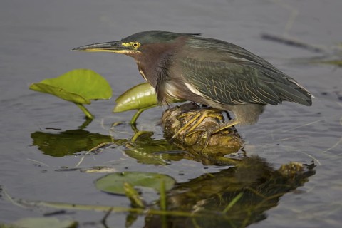 Grünreiher (Butorides virescens) Green Heron
