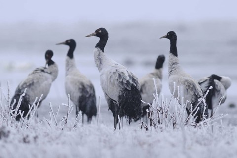 Black-necked Crane (Grus nigricollis), Dashanbo, China