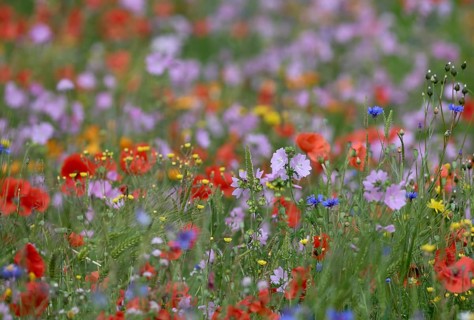 Species-rich colourful flowering meadow with musk mallow (Malva moschata) and poppy (Papaver
