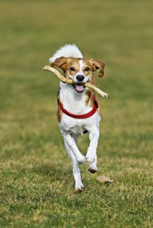 Beagle with branch in mouth jumps across meadow, Switzerland