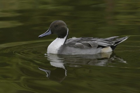 Northern Pintail (Anas acuta) male, Arizona, USA