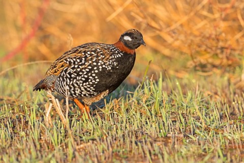 Halsbandfrankolin, Black Francolin, Black Partridge, Francolinus francolinus, Francolin noir,