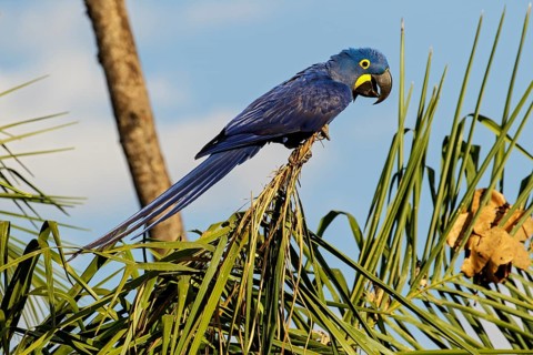 Hyacinth Macaw (Anodorhynchus hyacinthinus) perched on a branch in the Pantanal region of Brazil